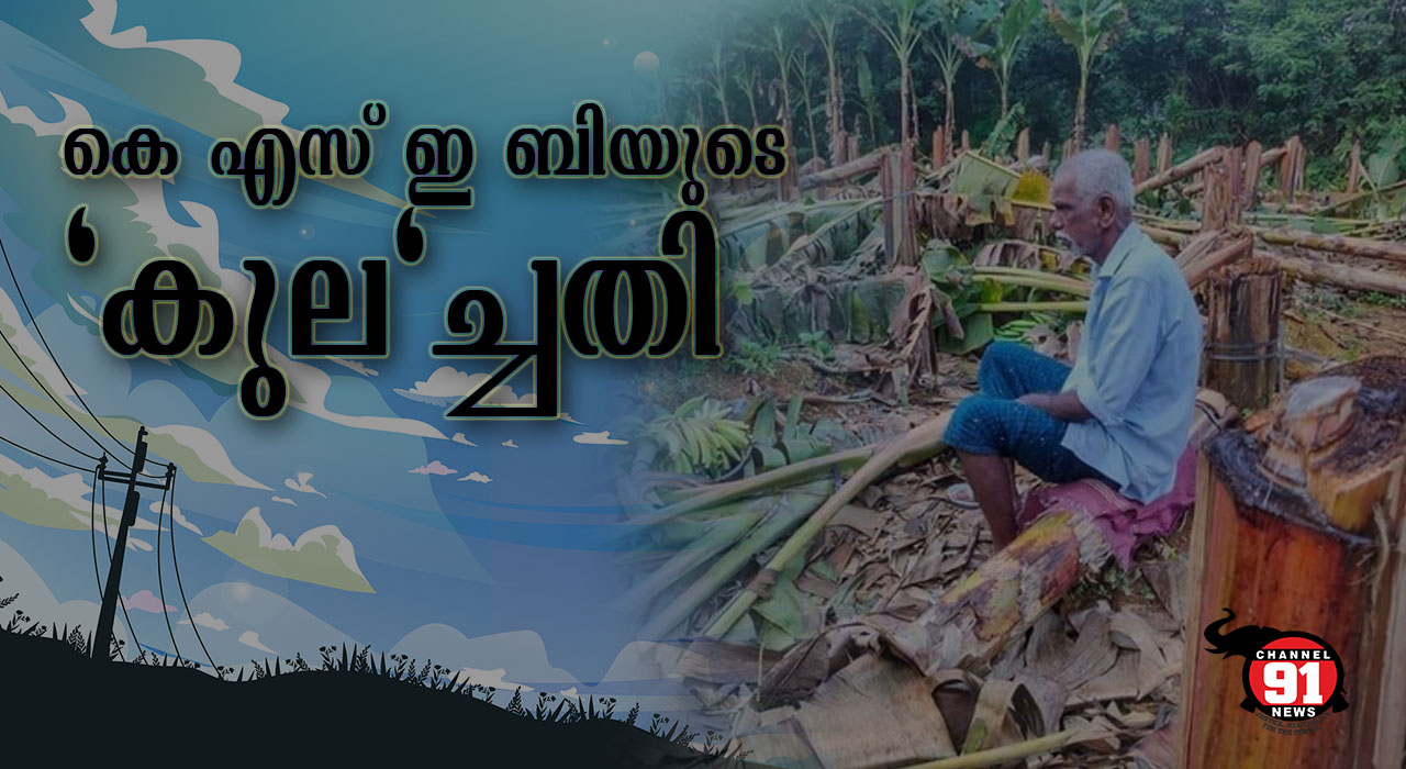 കർഷകന്റെ കണ്ണീര് വീഴ്‌ത്തിയ വാഴകൾ