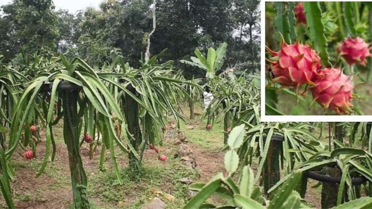 പഴങ്ങളിൽ നിന്ന് മദ്യം; കർഷകർക്ക് ഗുണമാകും