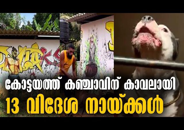 കുമാരനെല്ലൂരിൽ പട്ടികളുടെ സംരക്ഷണത്തിൽ കഞ്ചാവ് കച്ചവടം