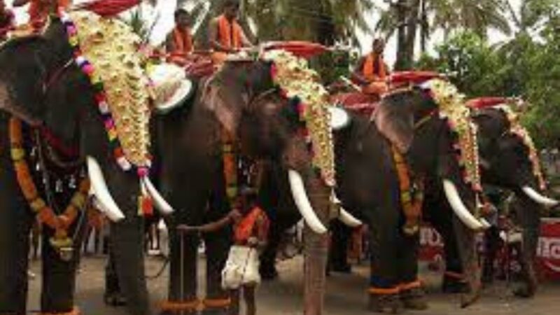 ഉത്സവങ്ങൾക്ക് നാട്ടാനകളെ ഉപയോഗിക്കുന്നത് തടയണമെന്ന് ആവശ്യപ്പെട്ട് ഹര്‍ജി; ഇടപെടാൻ വിസമ്മതിച്ച് സുപ്രീംകോടതി